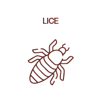 Lice